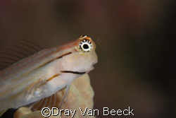 First photo with the 105mm and +4 dioptrie lens. by Dray Van Beeck 